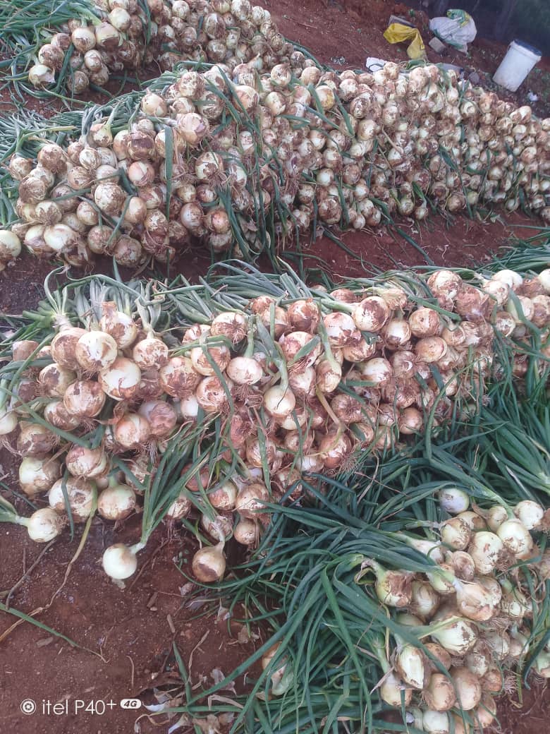 Divah Phiri tweet media