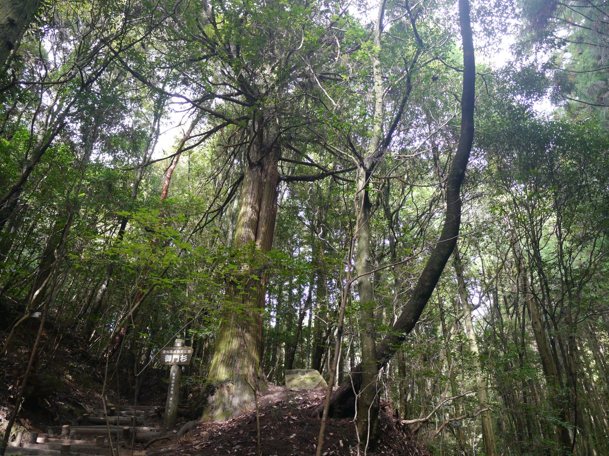 𝗌𝖺𝗄𝗎 tweet media