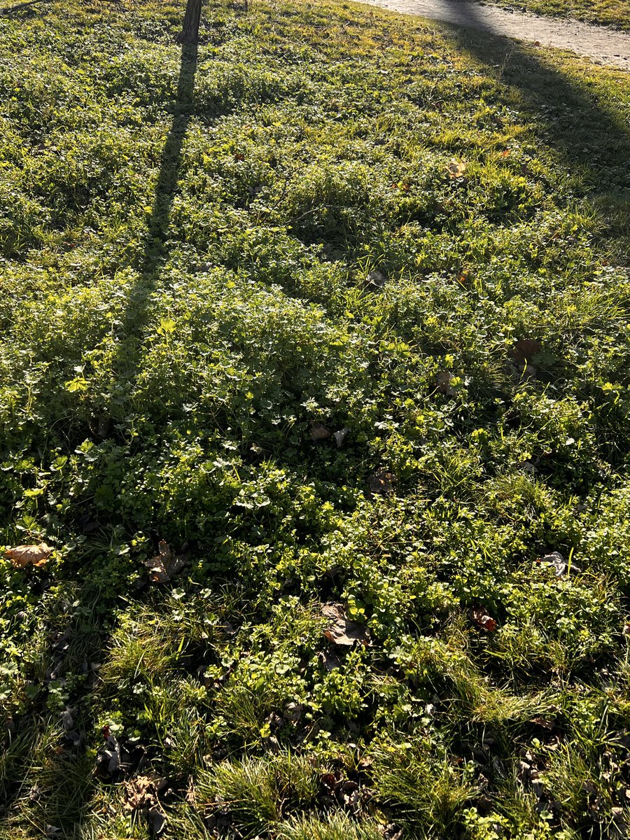 It was a sunny day in Kyiv today, it felt like spring had arrived, not winter
Green grass in December—that's something interesting 😅 
Has anyone seen snow yet?