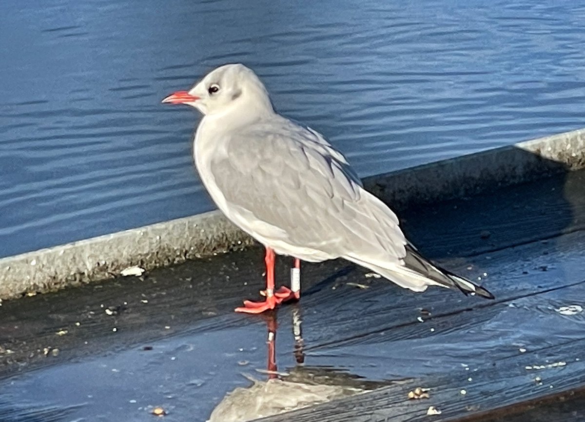 Our regular Norwegian ringed Black-headed Gull ‘J0191’ is back for another winter at Diss Mere, South Norfolk