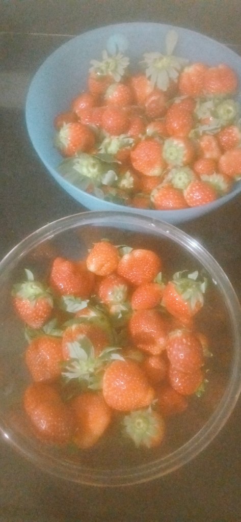 Amazing strawberries from Panchgani. Time to make Strawberry Cheese Cake. <a href="/MadhurimaB_1/">Madhurima Bhatia</a> <a href="/nayanikaaa/">Nayanika</a> <a href="/JustPunforfun/">B ( Only Merit Not a Freeloader)</a>