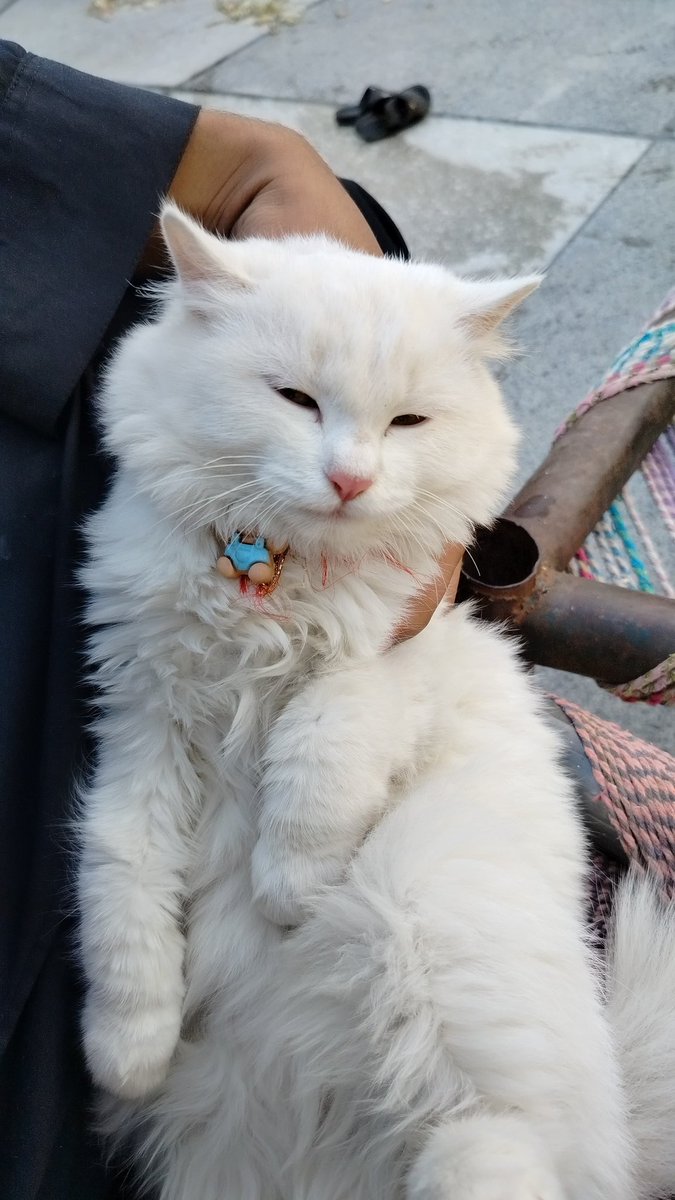 Sufyan_XI's tweet photo. @Catsillyness Cuteness overload :D https://t.co/BQkignorx0