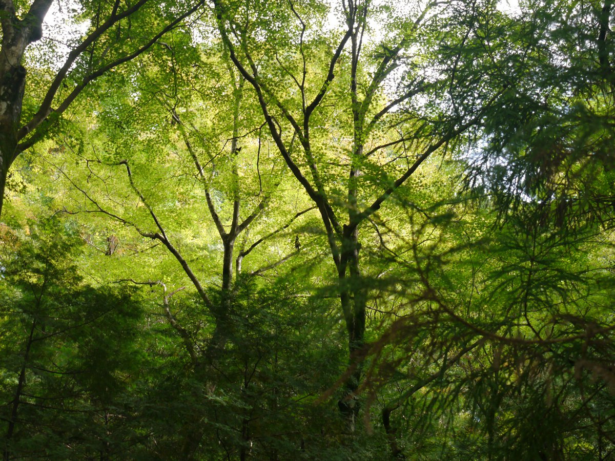 𝗌𝖺𝗄𝗎 tweet media