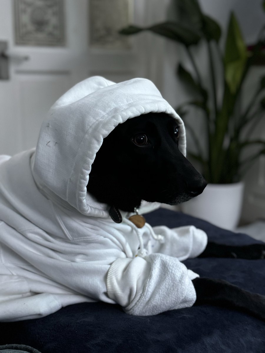 She got that DAWG in her 

*ignore the dirt outside zoomies came swiftly after it went on*