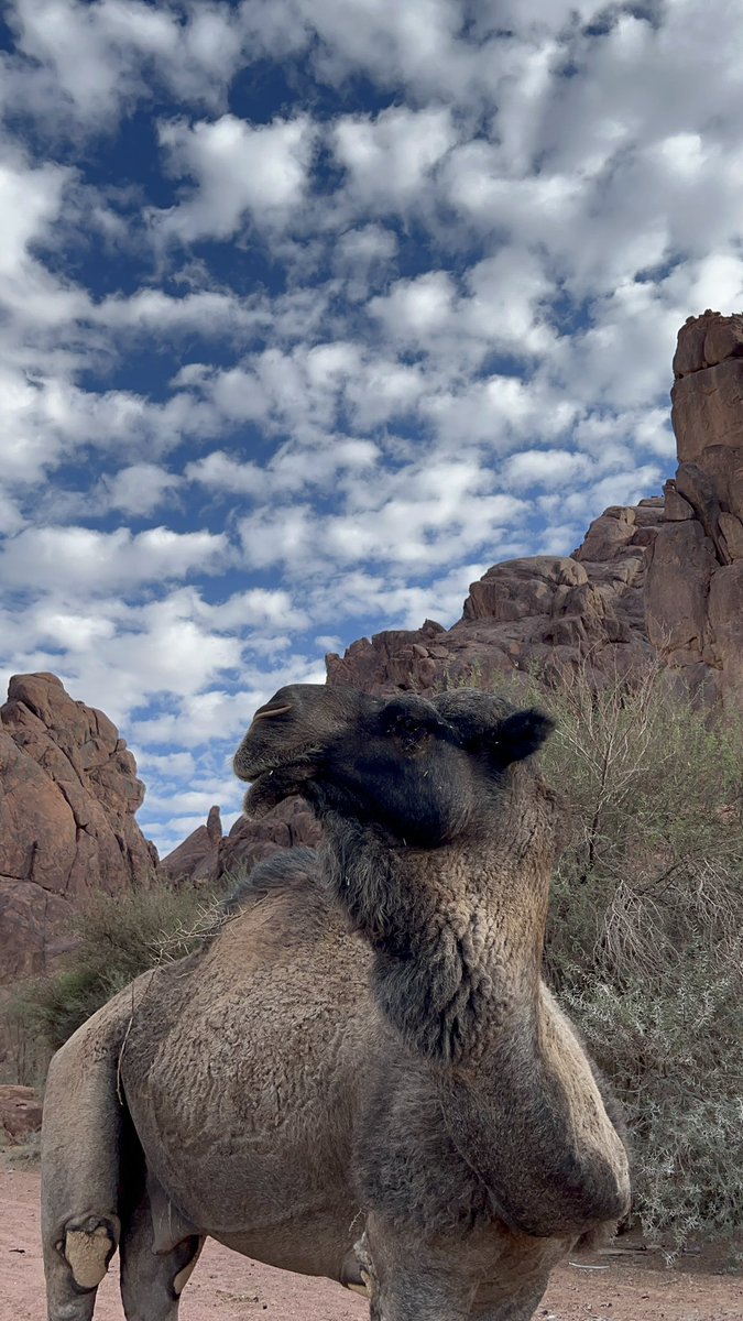 skip_ur's tweet image. "اعتقيني عتق الارقاب يا حزة عصير..
واستريني واصلحي بين عرفي وجهلي".