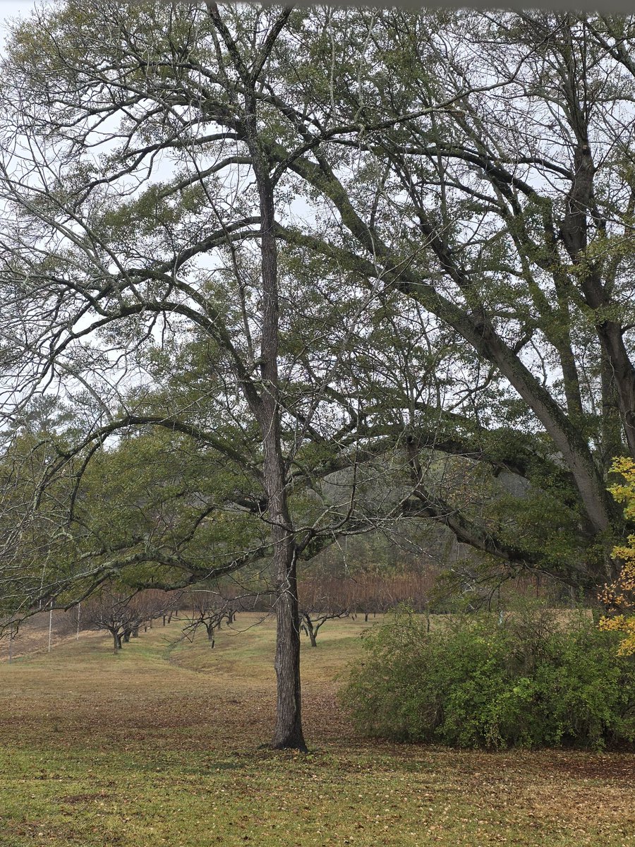 Cloudy Georgia weather out here blocking my will to adult today. But go Dawgs!