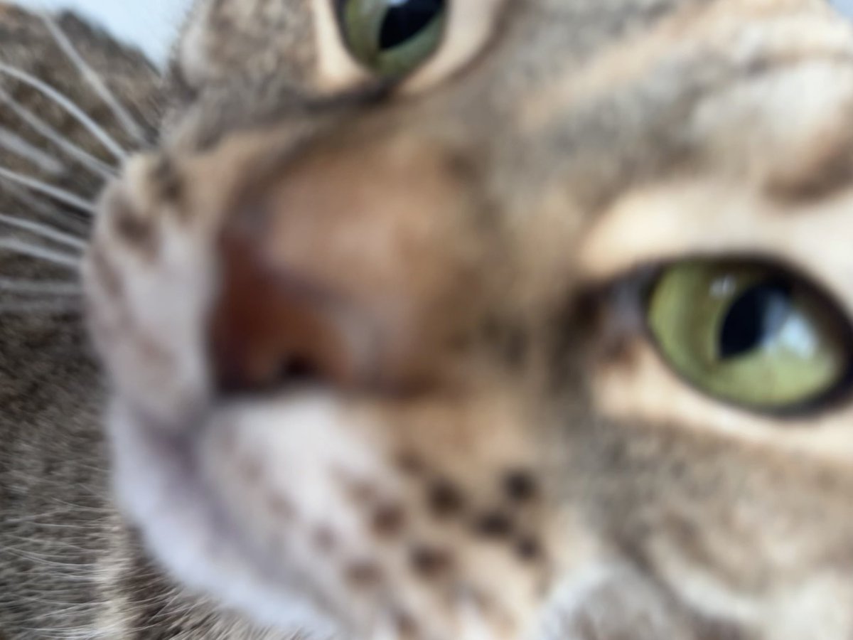 turnipcore's tweet image. Good morning to the gay people in my phone