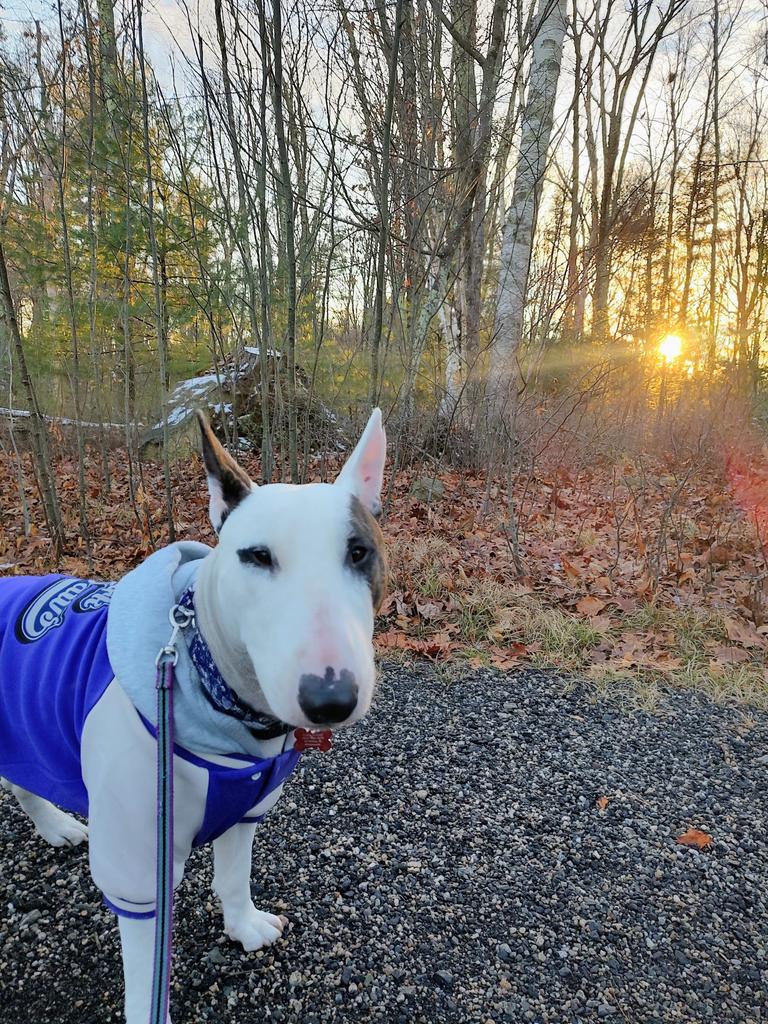rexthetvterrier's tweet image. It started out cold, wet and snowy this morning.  But this afternoon, it cleared and we got in a nice hike before dark
#Spike #SaturdayVibes
#saturdayfun #Dogs