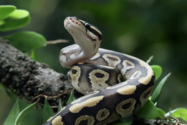 aglb66's tweet image. Python es un lenguaje que todo el mundo debería conocer. Su sintaxis simple, clara y sencilla. Gran cantidad de librerías disponibles y la potencia del lenguaje, entre otros, hacen que desarrollar una aplicación sea fácil. #ProgramacionparaTodos
 persoal.citius.usc.es/eva.cernadas/i…