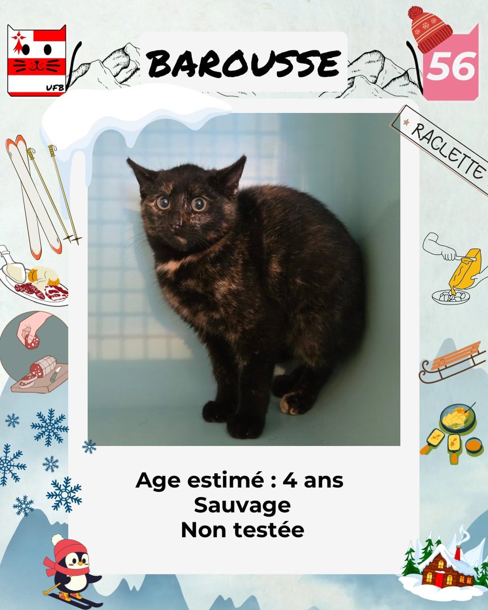 justineducern's tweet image. En Fourrière en Bretagne dans le dépt 56 
J'ai été trappée, car non identifiée . 
Je suis à ADOPTER pour me sortir de cette fourrière   
mais avant le 12/12/2025     
Pour Renseignements:   
Faire un message à Urgences Fourrières de Bretagne   
Lien ➡️facebook.com/urgencesfourri…