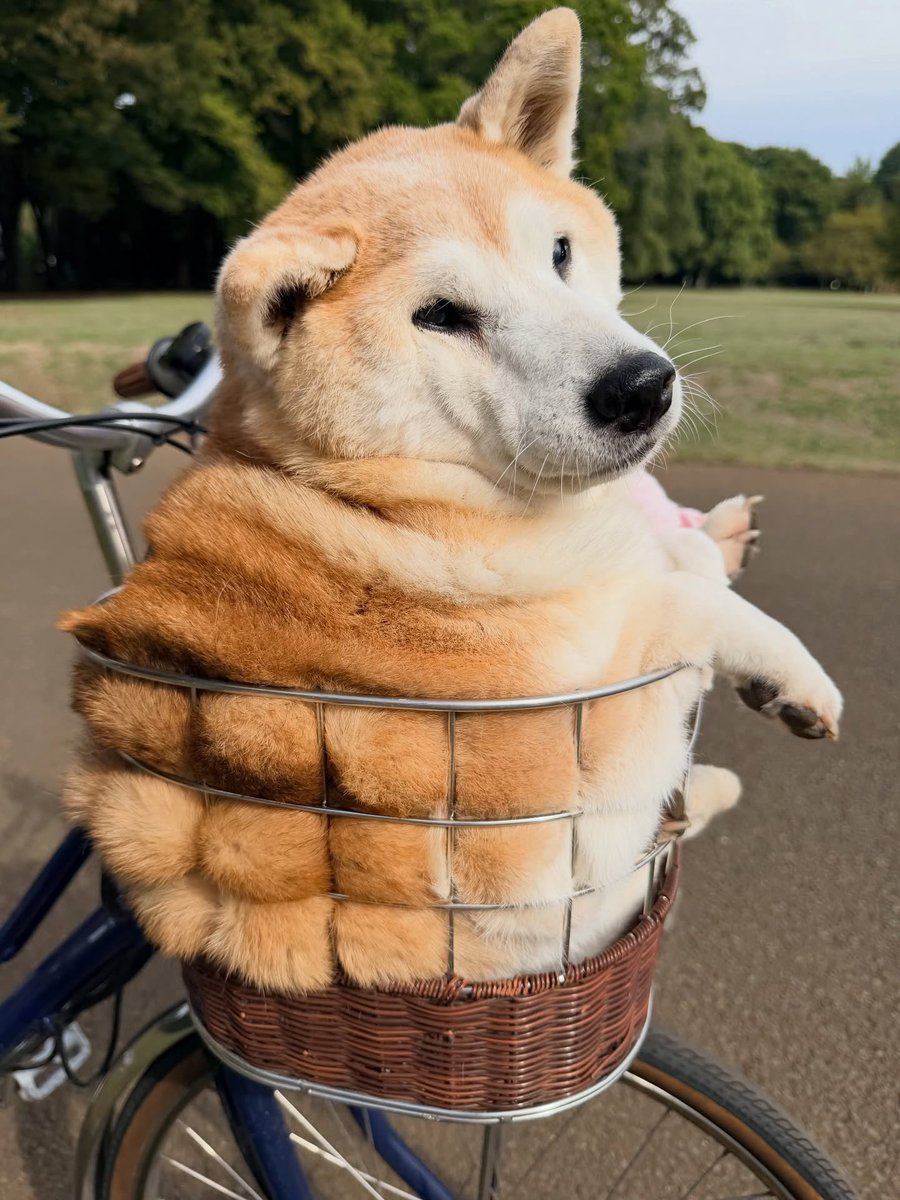 This is Uni. She has ridden to work with her human every day in their bike basket for the last seven years. Has been offered many other forms of transportation, but refuses them all in favor of the Honey Baked Ham Express. 14/10 #SeniorPupSaturday