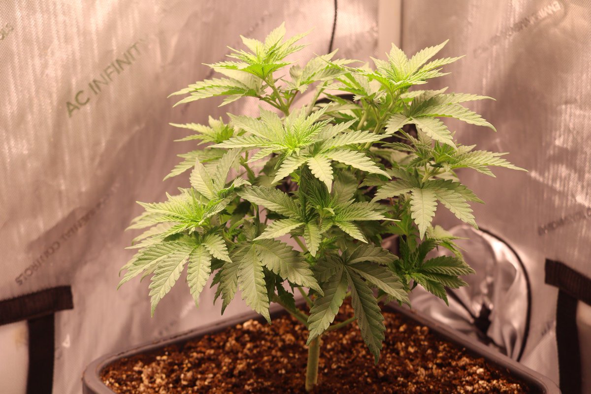 MidWest_Terps's tweet photo. ⁦@SwankGenetics⁩ #The Bundy https://t.co/FZCvpxUyOb