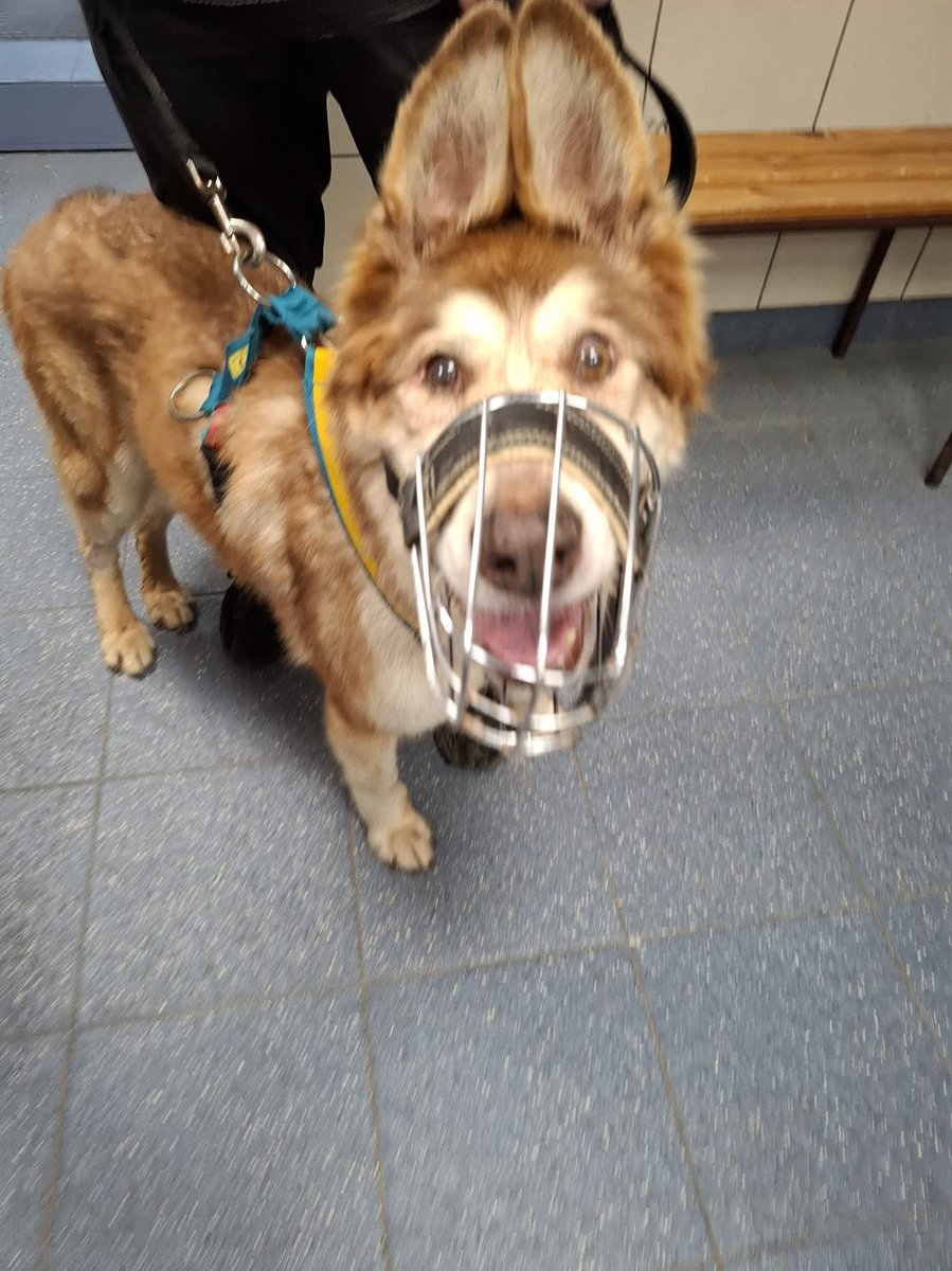 Po 8 latach w schronisku na Paluchu weteran Arczi ma swój dom, swojego człowieka, spokój i ciszę, oraz miłość...
W koncu ciepło, własny kąt i człowiek, który go dobrze poznał! 8 długich lat czekania…🥹❤️