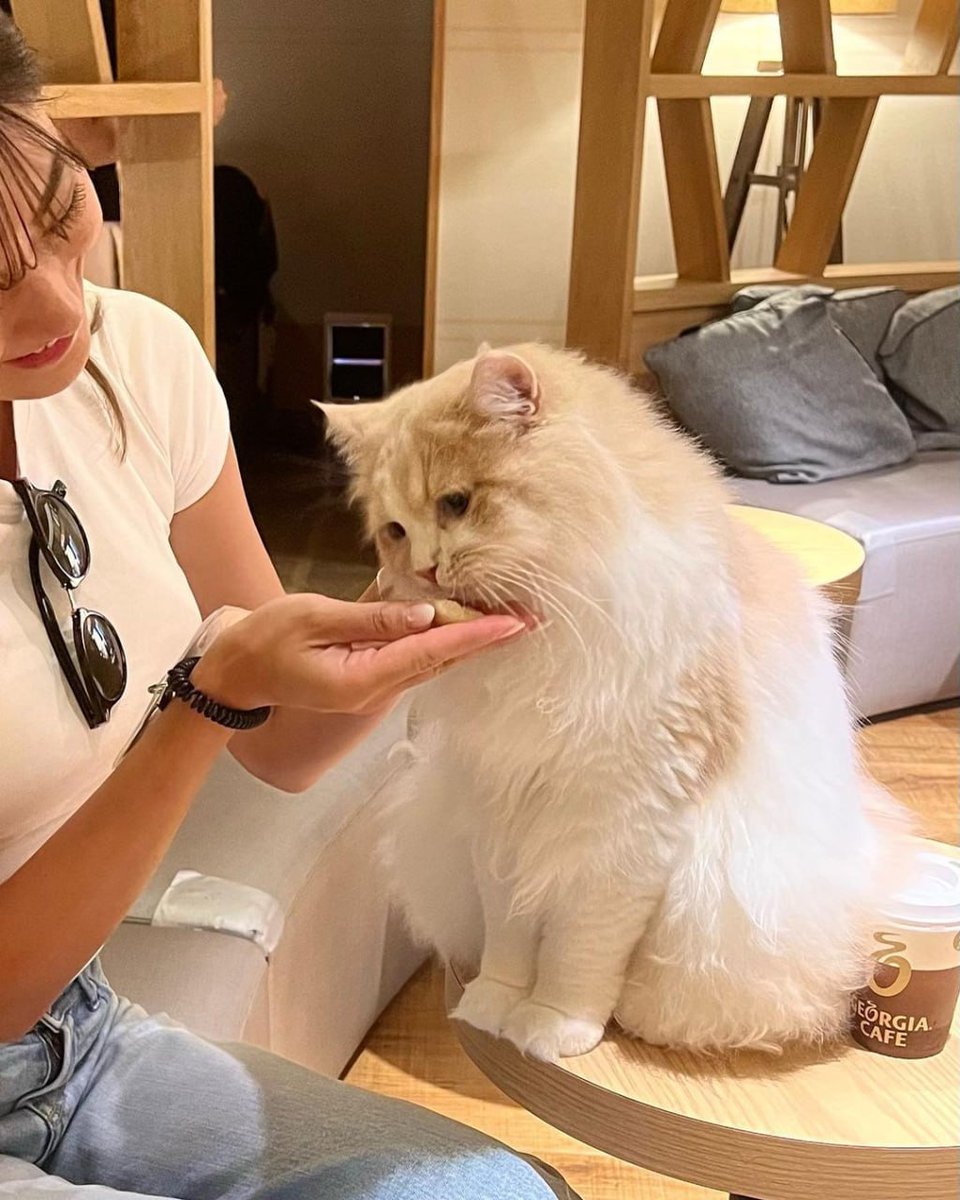 Beckyconglecki's tweet photo. @Shenlee0 When your coffee buddy is this adorable… 😻 https://t.co/OynU5pCaSX