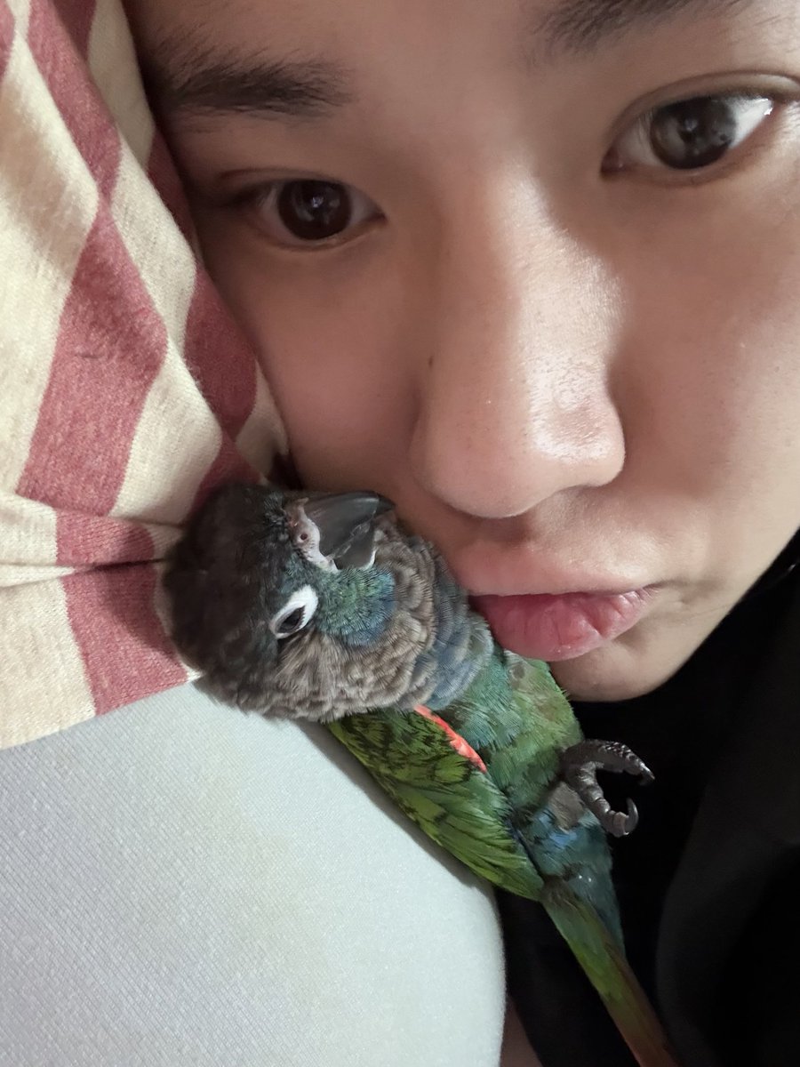 duolamei_'s tweet photo. 更新三只呆呆的小鸡，最后一只刚做完手术麻醉完苏醒😂气鼓鼓的
#���鹉 #月轮 #小太阳 https://t.co/nNTEZigKdr
