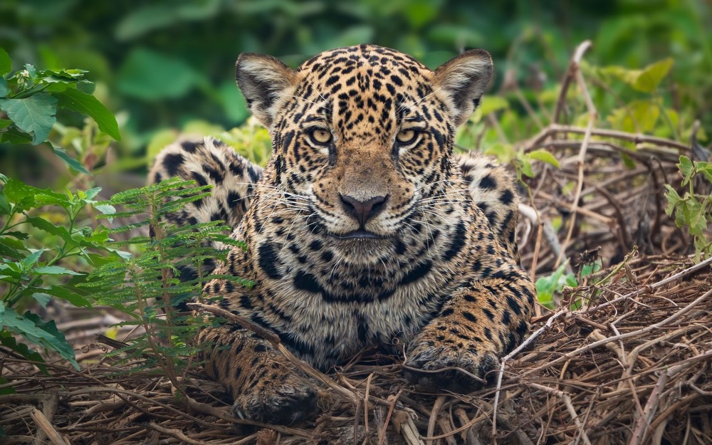 🌴 Vagrant 🌴 (@vagranttravels) on Twitter photo 