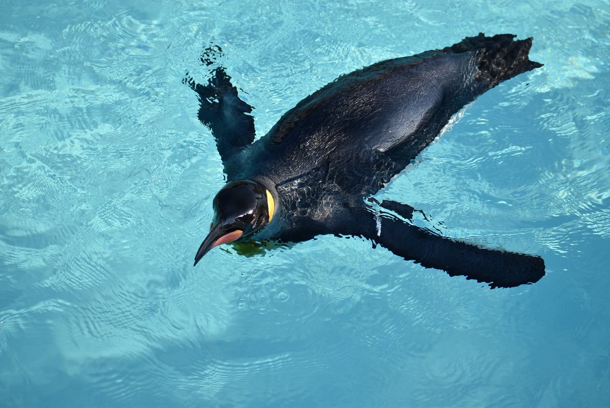 美しきキングペンギン✨ #葛西臨海水族園 #キングペンギン