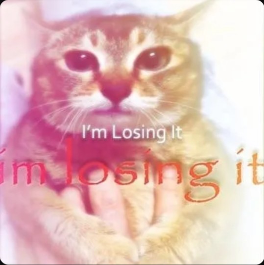 Somegoobything's tweet image. chat.. I think my huzz is watching me as I post this..👀
they might be quite the stalker!!