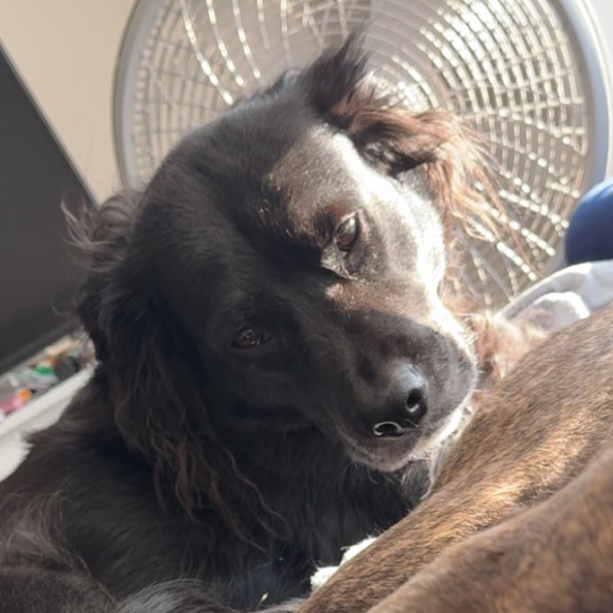 BeanedVT's tweet image. Everyone stop and look at my big sad son

Tell him he is handsome