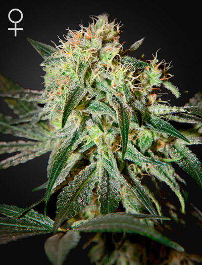 ToroGrow's tweet photo. Green House Seeds - Damn Sour (fem.) https://t.co/9nbkbBwY29 #Seeds #ToroGrowshop #гроушоп #каннабис #TG #Growshop #семена #Cannabis #torogrow https://t.co/QyMWjMbhtp