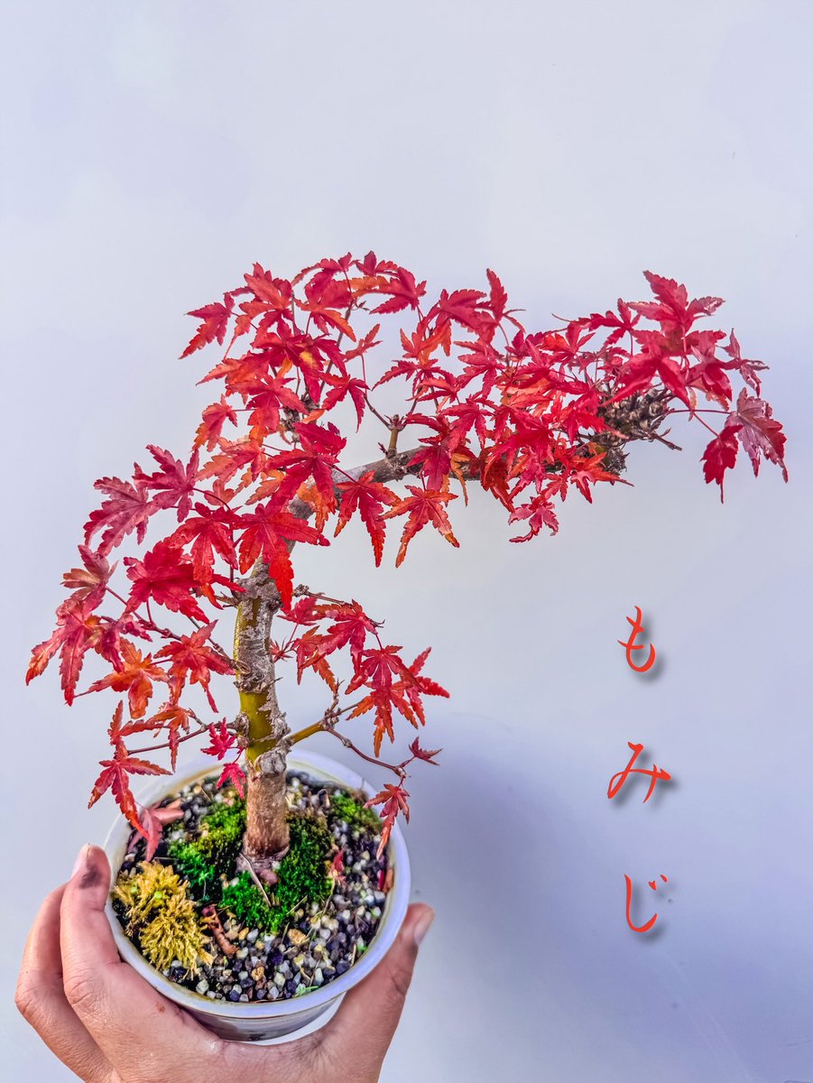 koni_bon's tweet photo. もみじの紅葉。季節を感じる良き色。

Autumn leaves of maple. A good color to feel the season.

#盆栽 #盆栽好きと繋がりたい  #盆栽のある暮らし #盆栽初心者 #もみじ #bonsai  #minibonsai #bonsailife #japan #maple https://t.co/jLCdzF1t07
