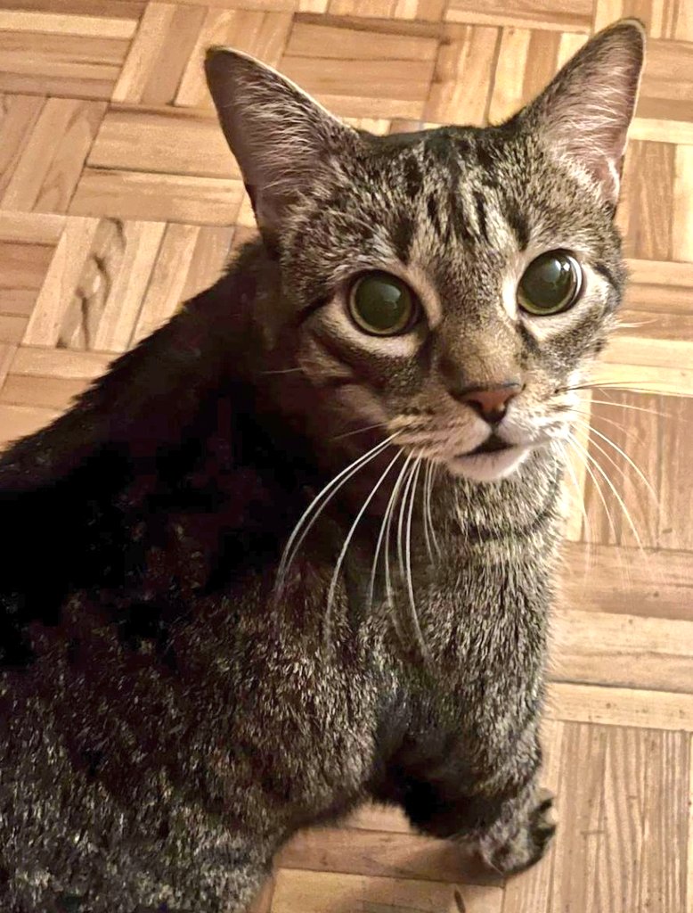 Un ángel en #Madrid

Leo, buenísimo, muy cariñoso,  dormía con su humana (hoy mayor y enferma)

Leo, tan bonito, está triste y se pasa el día solo.

Se hacen cargo de su manutención y gastos veterinario 

 16a,  sano y esterizado
 ☎️699 00 30 05