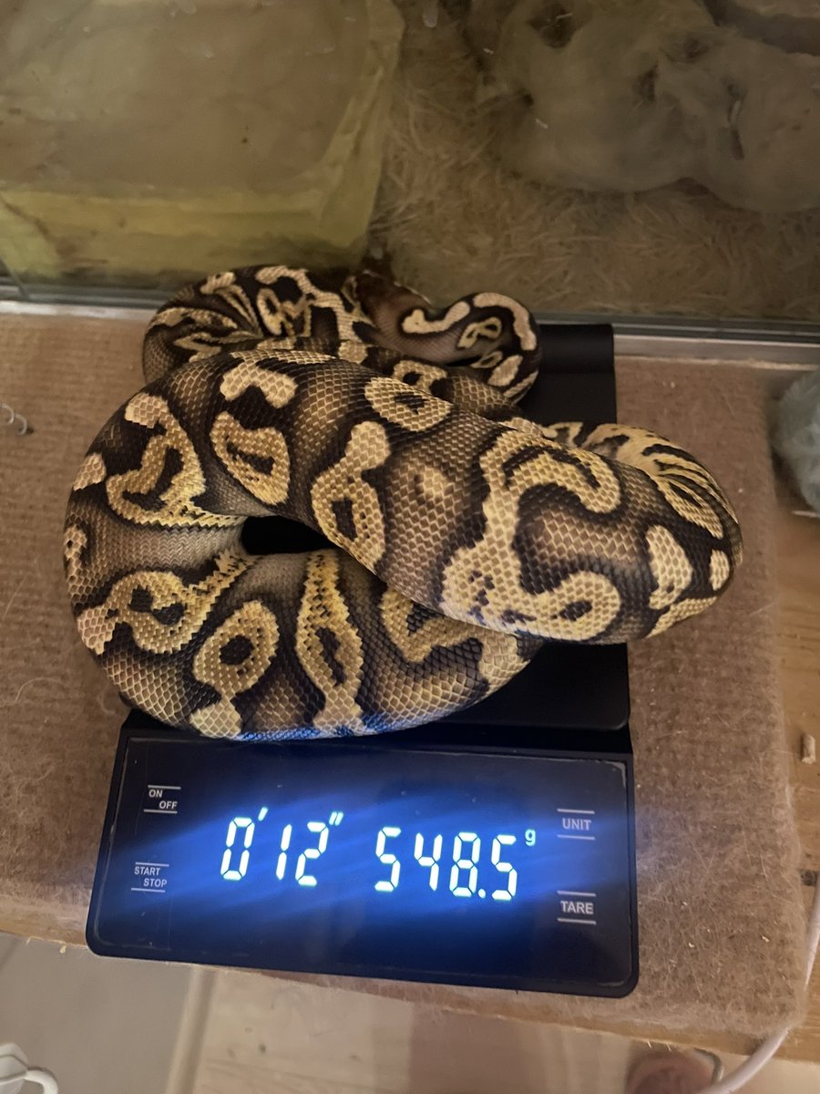 Елена tweet media