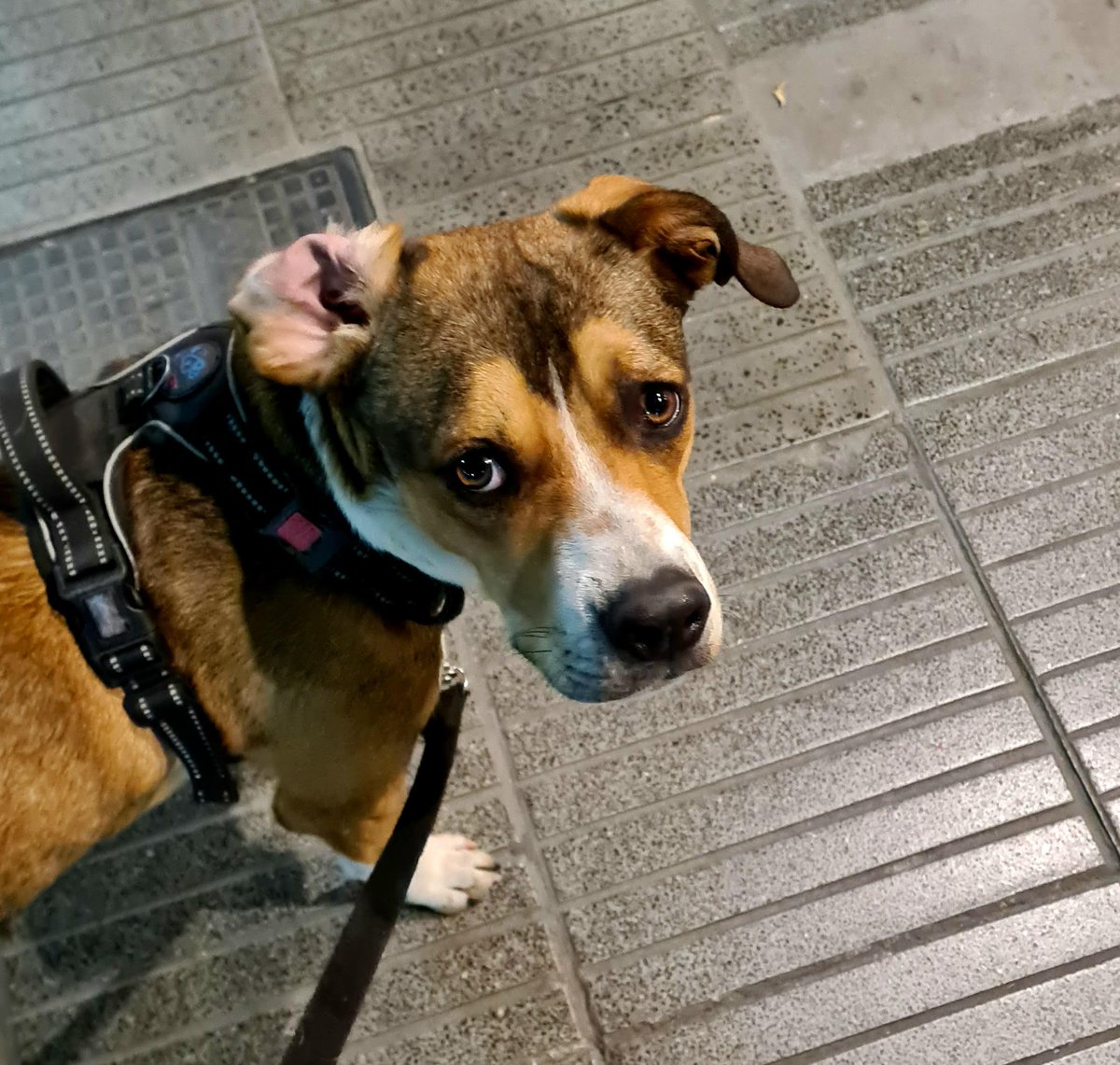 Me parece que voy a dejar de pescar. O al menos lo dejaré como hobbie esporádico. Casi 8 millones de views en las últimas 2 semanas y así y todo Elon me pagó chaucha y palito. No, Nume, no hay bife de lomo, lo siento.