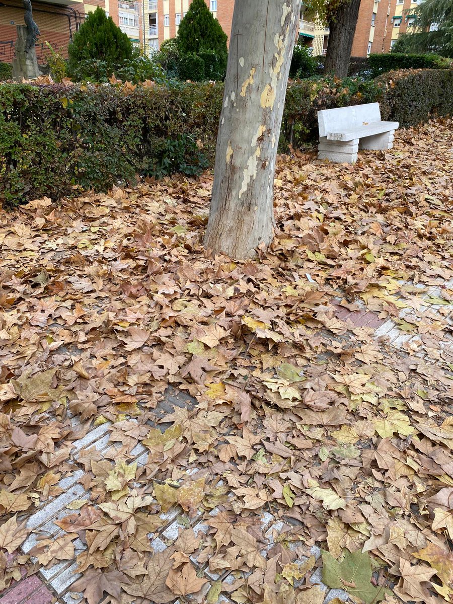 Menos mal, ya era hora. Hemos tenido que enviar escrito desde Izquierda Independiente @iisanse a la alcaldesa y denunciarlo en redes sociales para que el gobierno municipal de #Sanse hayan limpiado la Avenida de la Sierra. La dejadez es asombrosa.