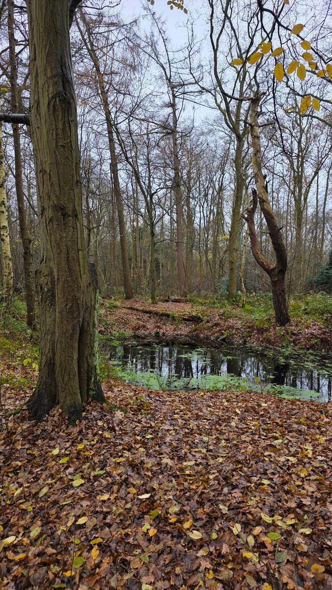 Wandelvrouw tweet media