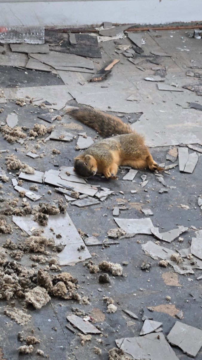 JenImpertinent's tweet photo. Dead Squirrel: Home flipper Edition https://t.co/5YJkKBIVXG