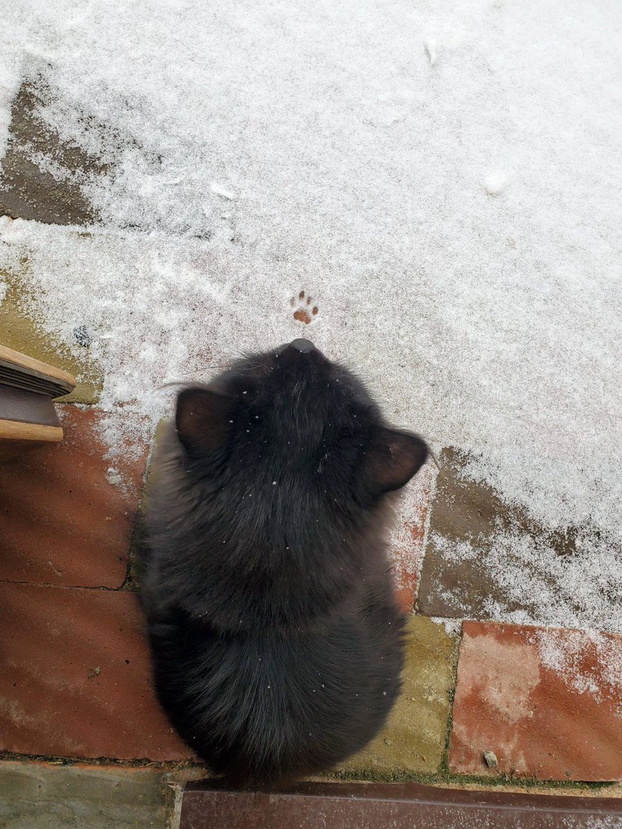 Сова_v_kedax tweet media