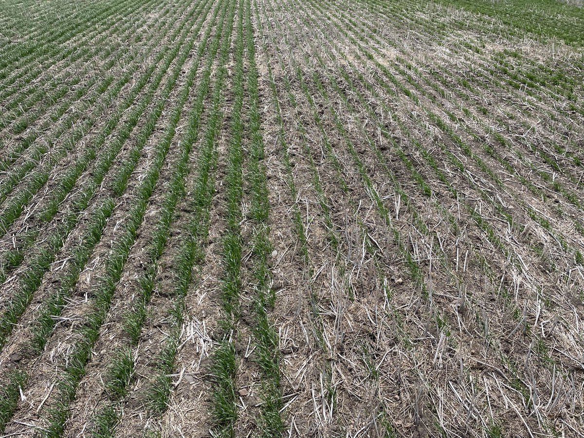 I showed some fert placement research from drill mfg to a 🐦📷 customer 

👨🏻‍🌾: do u think people would actually do that !!?? That’s crazy!?

🐦📷: 8/10 of my last mtgs were somer drills 

👨🏻‍🌾: there is only 1 person making money off their recommendations…. And that person is you