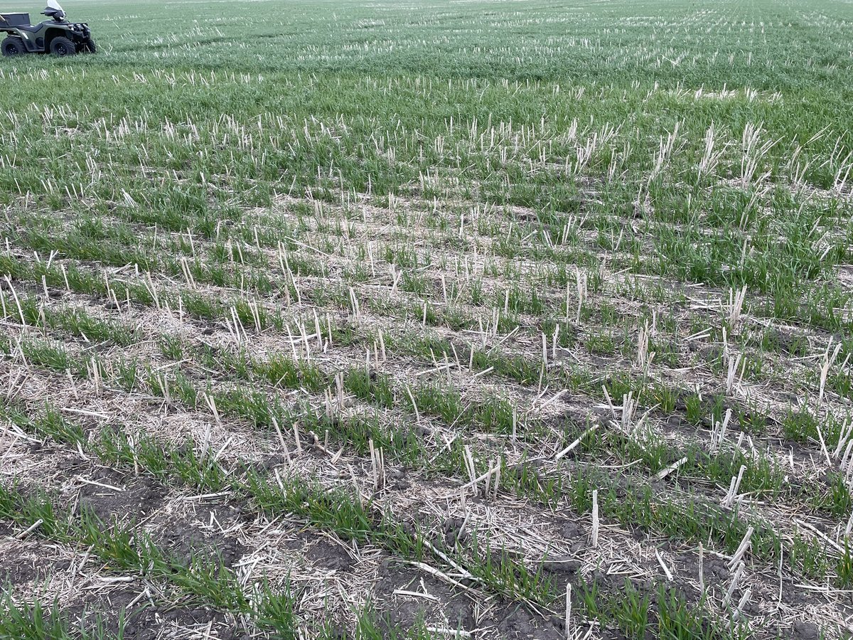 bscomet22's tweet image. I showed some fert placement research from drill mfg to a 🐦📷 customer 

👨🏻‍🌾: do u think people would actually do that !!?? That’s crazy!?

🐦📷: 8/10 of my last mtgs were somer drills 

👨🏻‍🌾: there is only 1 person making money off their recommendations…. And that person is you