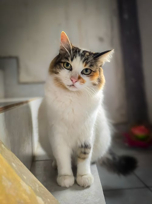 K96Tim's tweet image. #CatwalkingTook it for a weekend walk, and ended up totally smitten myself 🥰