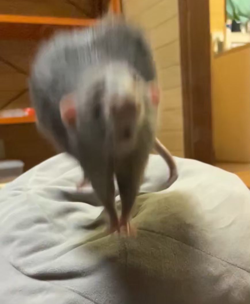 村上ラット🐀 (@murakamine_zumi) on Twitter photo 