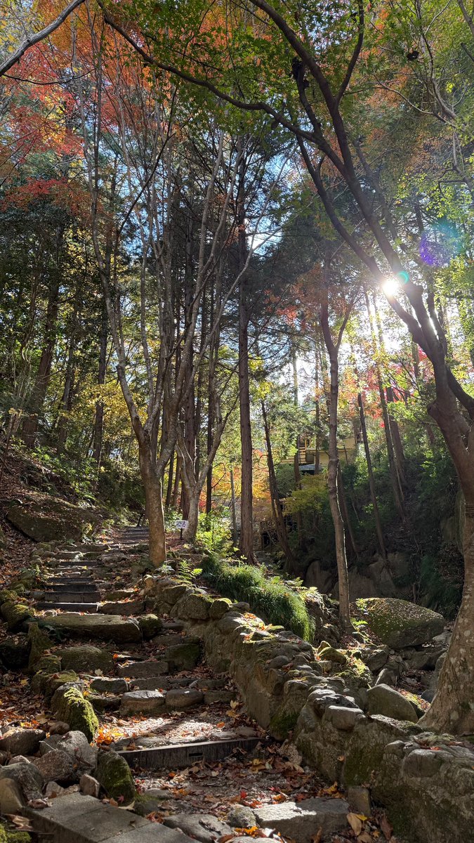 x_fcFree7F's tweet photo. 📍 了庵 Ryo-an
渓谷の紅葉に包まれたカフェ。テラスから眺める紅葉はまるで絵画のようで、いついっても季節そのものの中でお茶をしているような心地よさでした。
#了庵 #Ryoan #カフェ巡り #紅葉スポット #瑞浪カフェ #紅葉散歩 https://t.co/d8nCwSFsTe