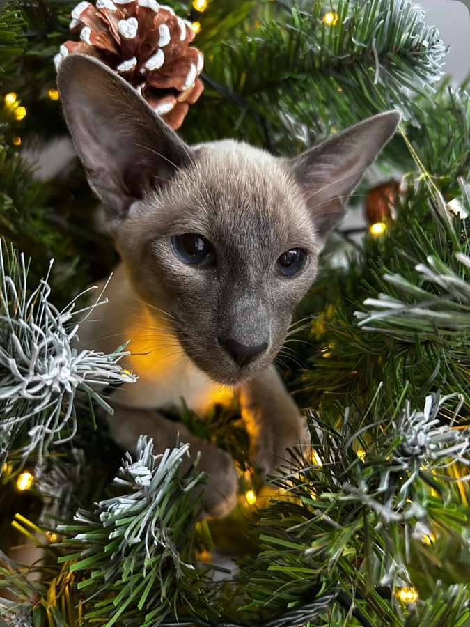 Susan Calman tweet media