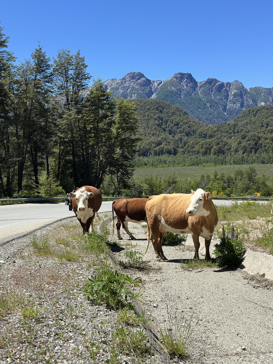 Не зря Патагонию в этом месте прозвали Аргентинской Швейцарией, нет, оно понятно, что из-за переселенцев, но вы просто посмотрите на красоту вокруг…. Это же пиздец