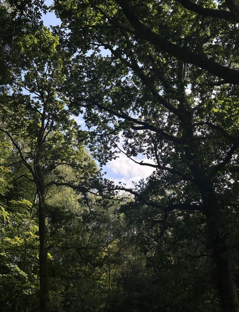 ruby63637's tweet image. Fresh morning air and peaceful steps to start the day 🌞🚶‍♀️
These quiet moments feel soft and refreshing, helping my mind wake gently and my heart feel calm. A simple walk that fills the morning with clarity, energy, and gratitude. 🌿💛