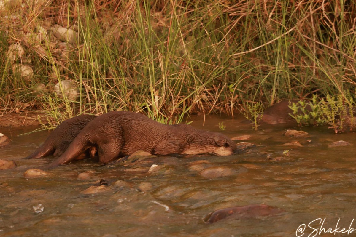 Smooth-coated Otter
#otter #wildlife #wildlifephotography #NaturePhotography #nature #NatureFacts #NatureIsAwesome #Travel #nepal #conservation <a href="/wildlife/">wildlife</a> #bardiya