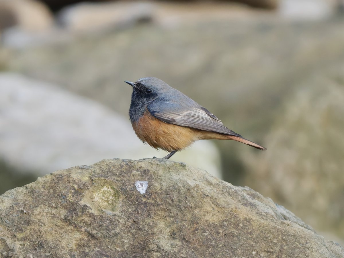 Ian Howard tweet media