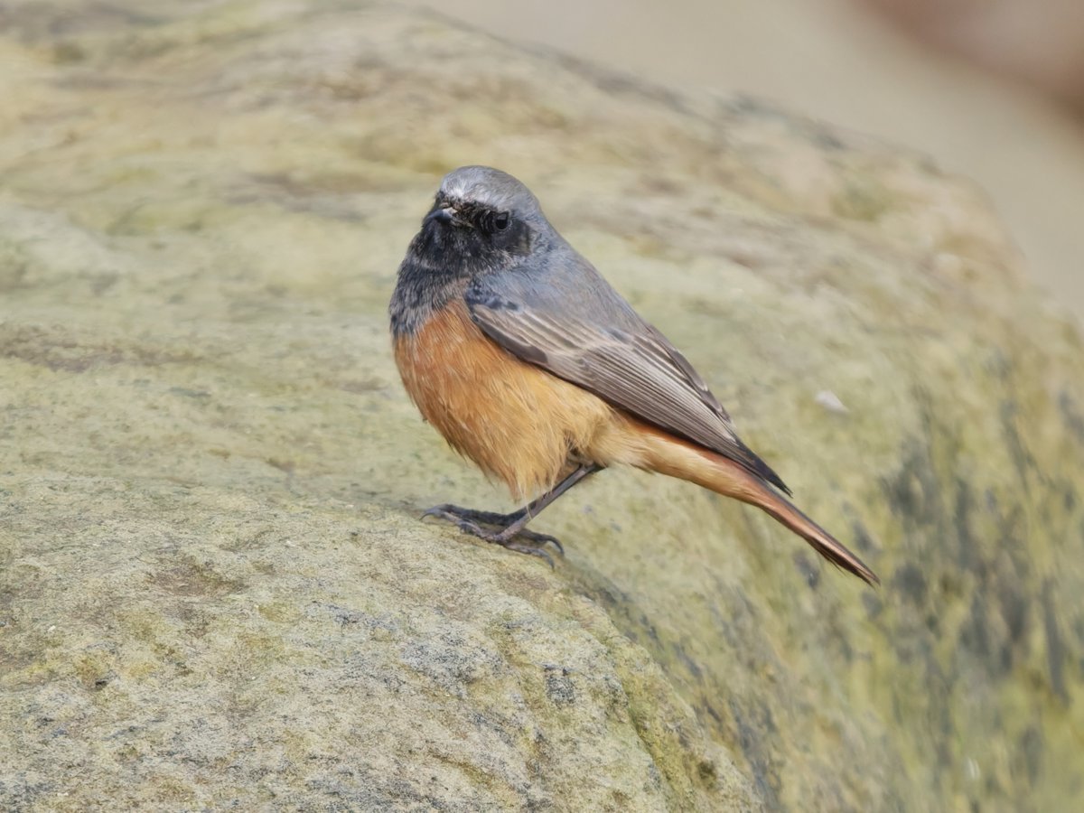 Ian Howard tweet media