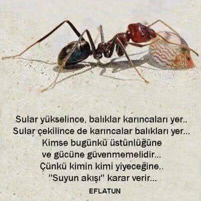 Ben, suyun aklına güveniyorum...
Şimdi, "Akışı izleme" zamanı...