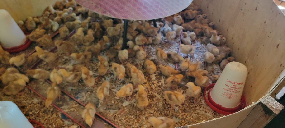 IconicFarm's tweet image. Week 2 update: Our adorable chicks are thriving healthy, zooming around and sprouting those tiny wings! 🐥✨ Who's ready for more farm magic? Follow @IconicFarm to join the journey!  #FarmLife