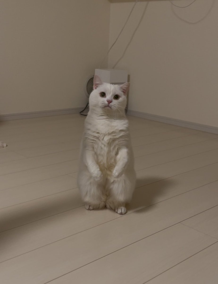 月としらたま (@wataneko_tsuki) / Posts / X