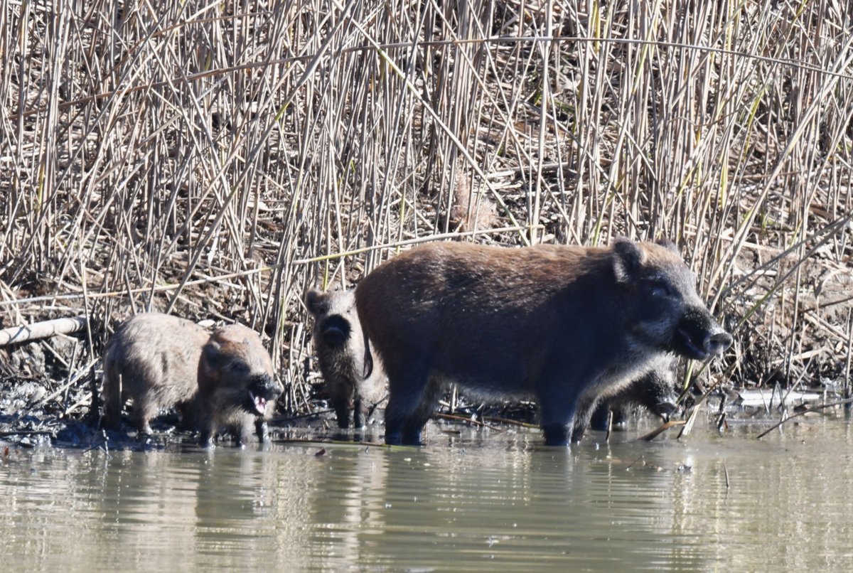 IHpkzIGLcLKaxK5's tweet photo. 最近クマの話題が多い。
流石に関東の平野部にはクマは出ないけど、イノシシやシカは出会う機会が増えた。
渡良瀬遊水地に行くと高確率でイノシシに遭遇する。近所の荒川河川敷にはシカが居るし、最近ここでもイノシシに出会った。先月の渡良瀬のイノシシ家族
#野獣観察 #scrofa https://t.co/BFbGsKG8fI