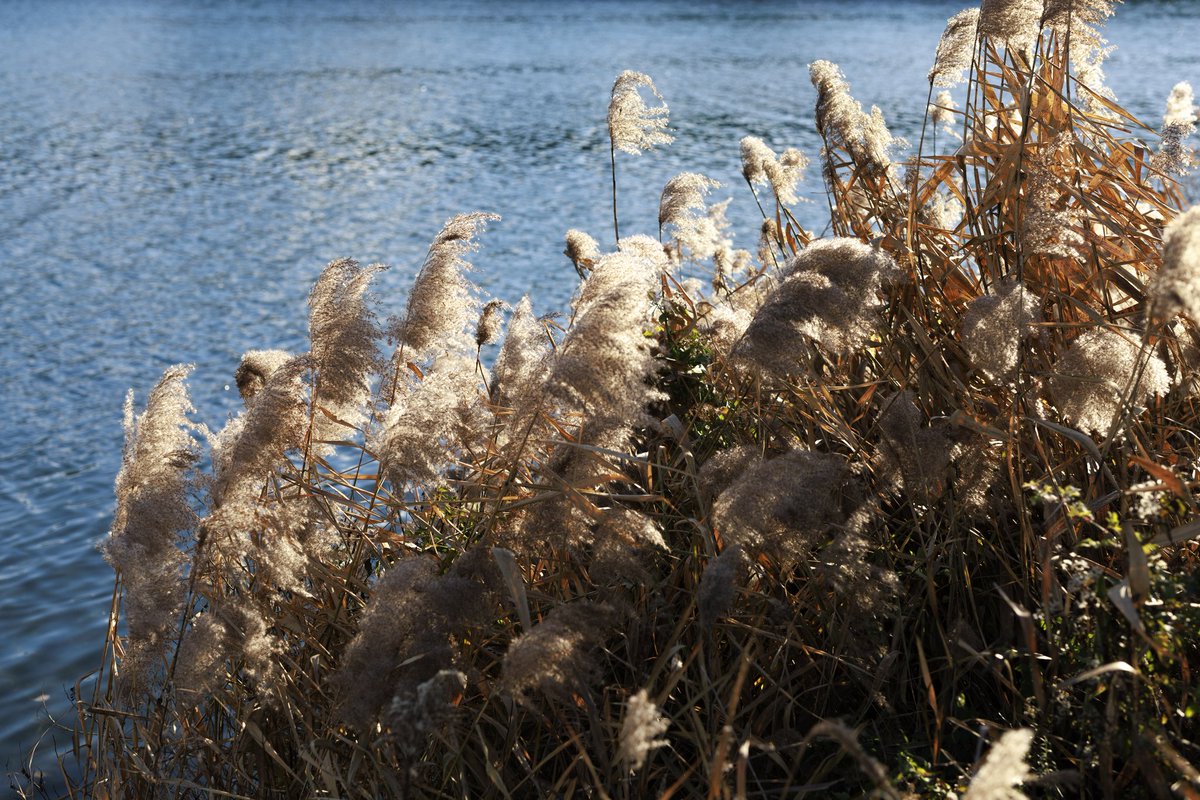 R6 MarkⅡ×Otus 1.4/55 ZE
カメラ借りたんだけど、いいカメラだった(中身無いペラペラ感想)
いつまで自分EF使ってんだよ