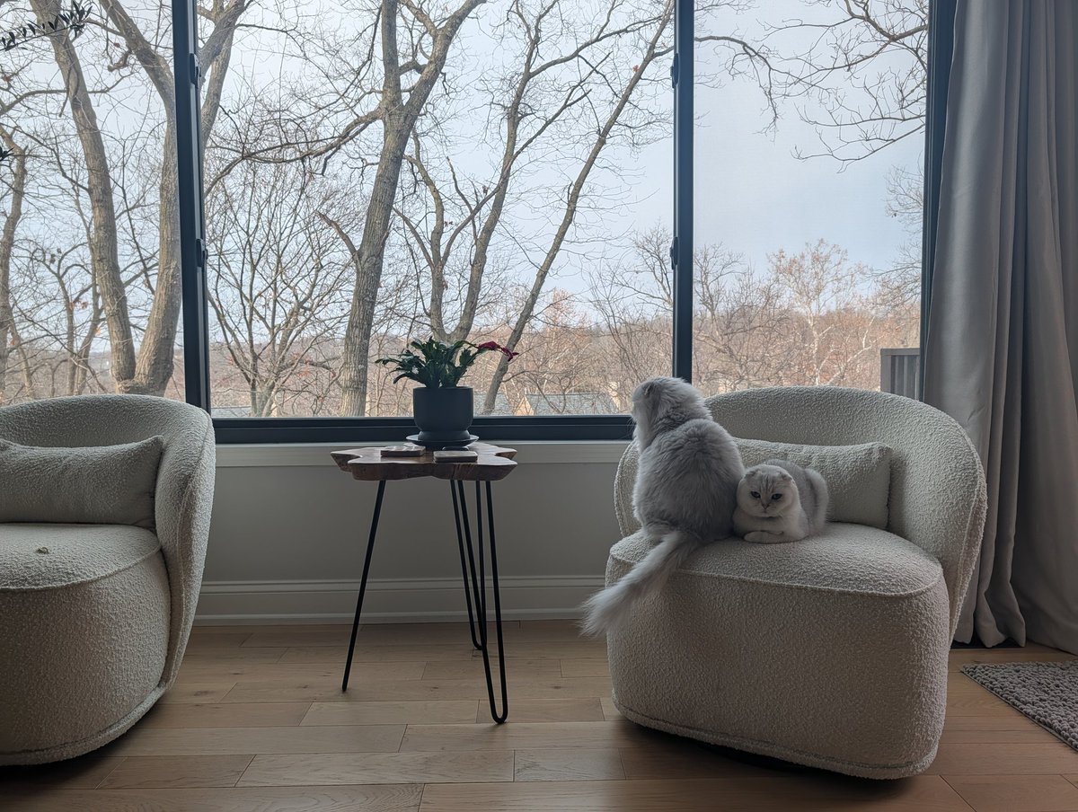 mikegkc's tweet image. The look Finn gets when Kit decides to sit right next to his face when he&apos;s got thousands of more square feet to choose from.