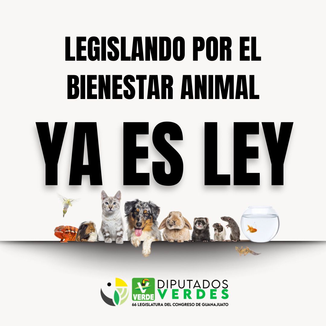 🐾 La reforma constitucional prohíbe el maltrato animal y obliga al Estado y municipios a protegerlos.

El trabajo de activistas y rescatistas hoy se ve reflejado en la ley.